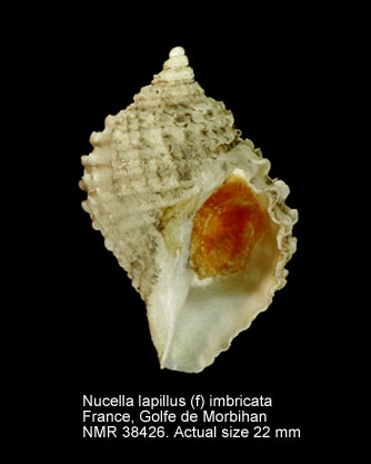 Nucella lapillus (f) imbricata.jpg - Nucella lapillus (f) imbricataLamarck,1822